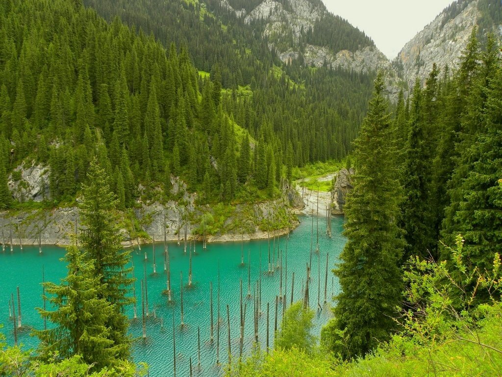 Казахские леса
