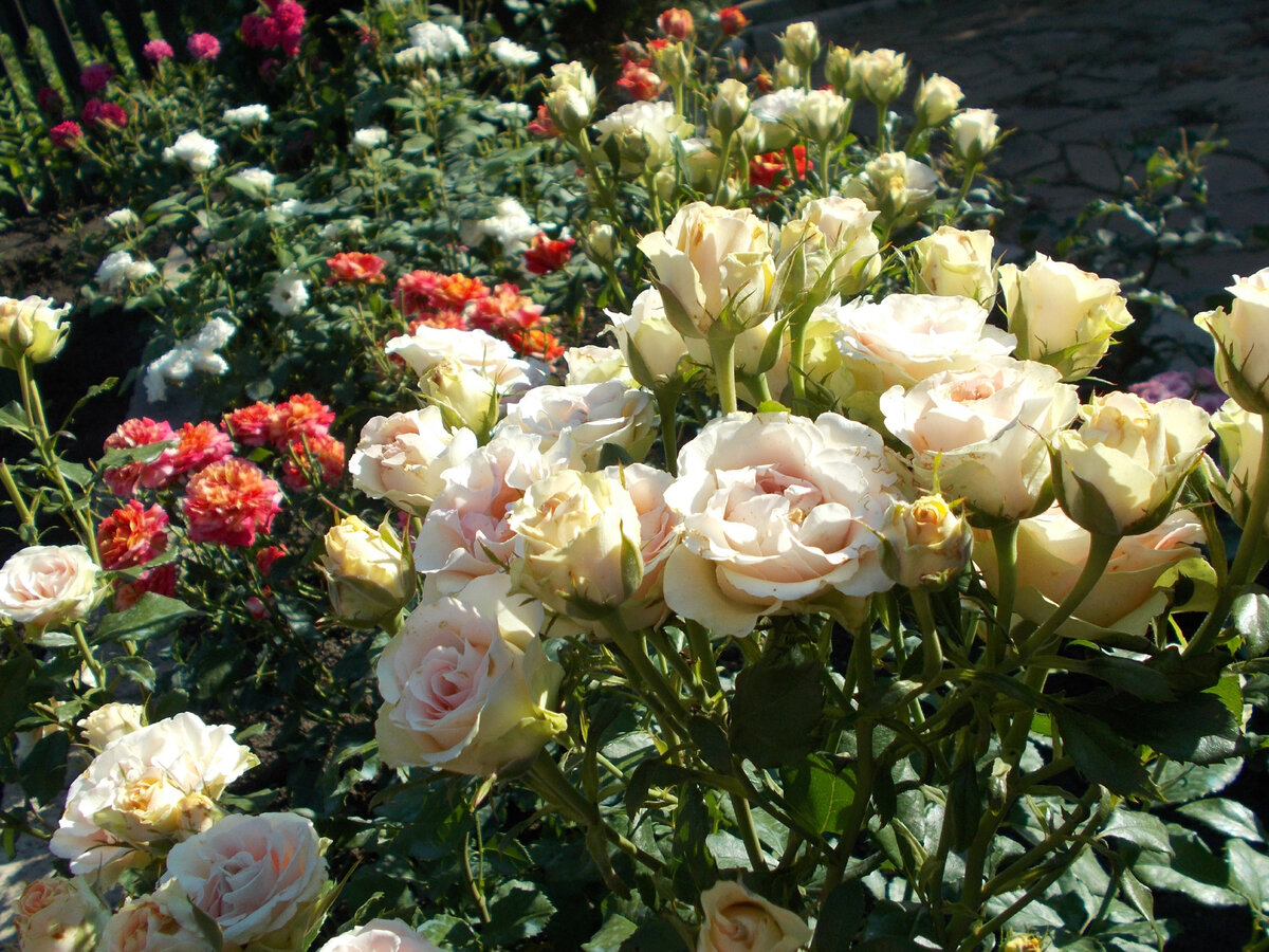 роза спрей тирамису фото и описание отзывы