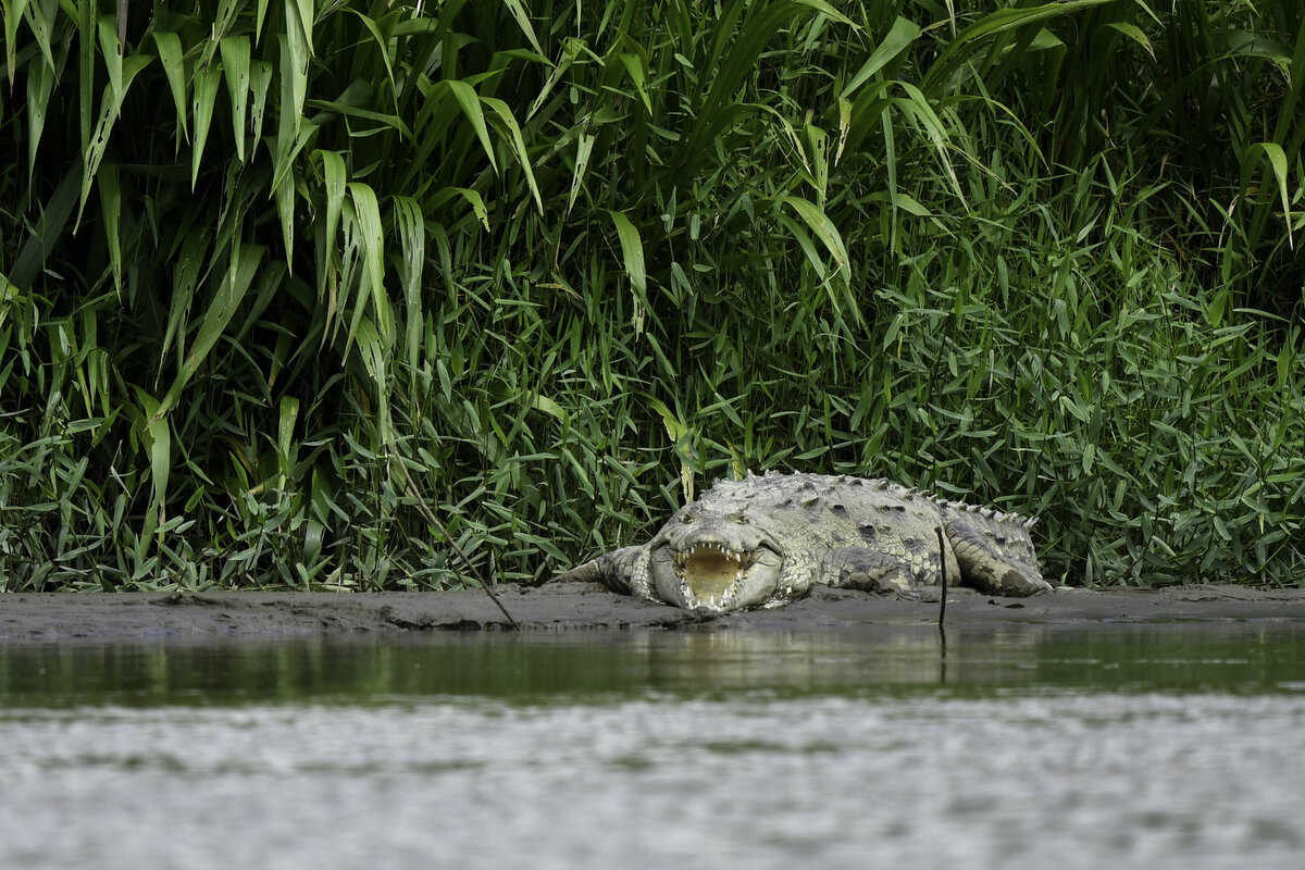 А ну пшёл отсюдова!