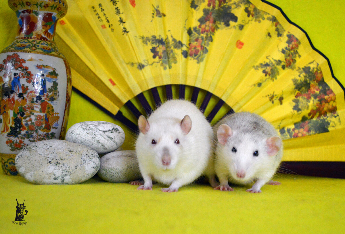 Флатти и Хельга