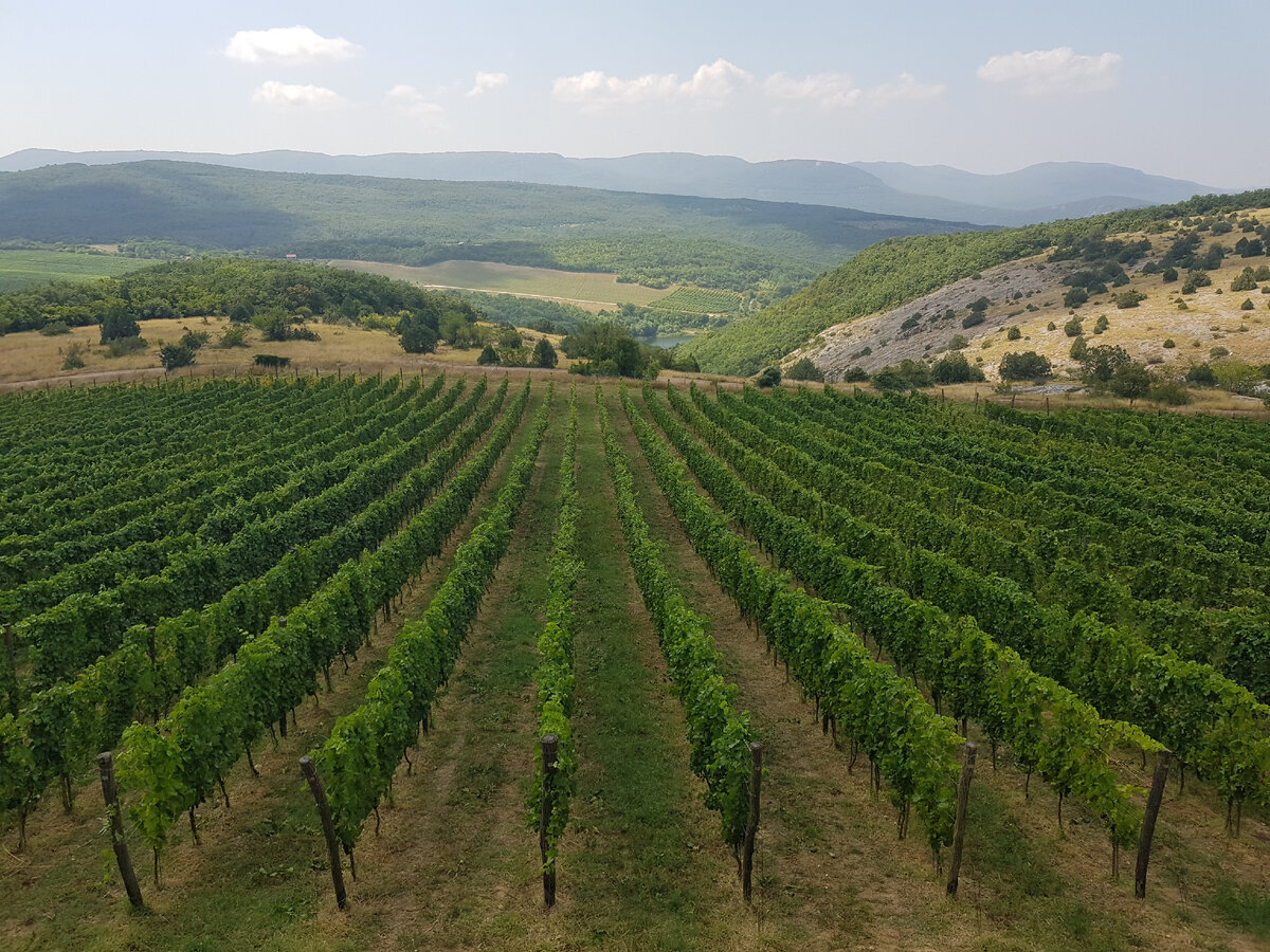 Село Родное, Балаклавский район. Виноградники. Фото Анна Карпенко.  