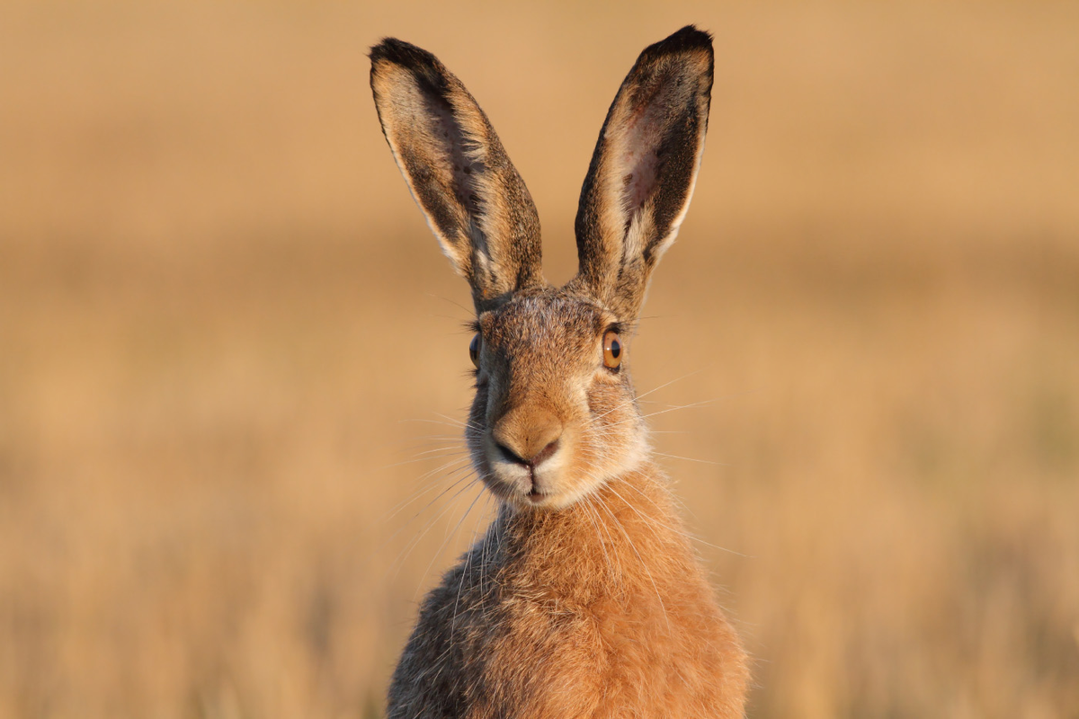 1. Бушменов заяц                                                                                                                                           Обитатель пустыни Карри в ЮАР славится трехцветным мехом. Сверху «шубка» серая, по бокам рыжая, снизу – чисто белая. Но есть отличительная особенность – затылок зайца украшает красное пятно. Длинные уши и пушистый коричневый хвост завершают «портрет» Бушменова зайца. Тело довольно плотное, мускулистое, но очень легкое. Самцы длиной не более 47 см весят 1,5 кг, самки – 1,8 кг. 