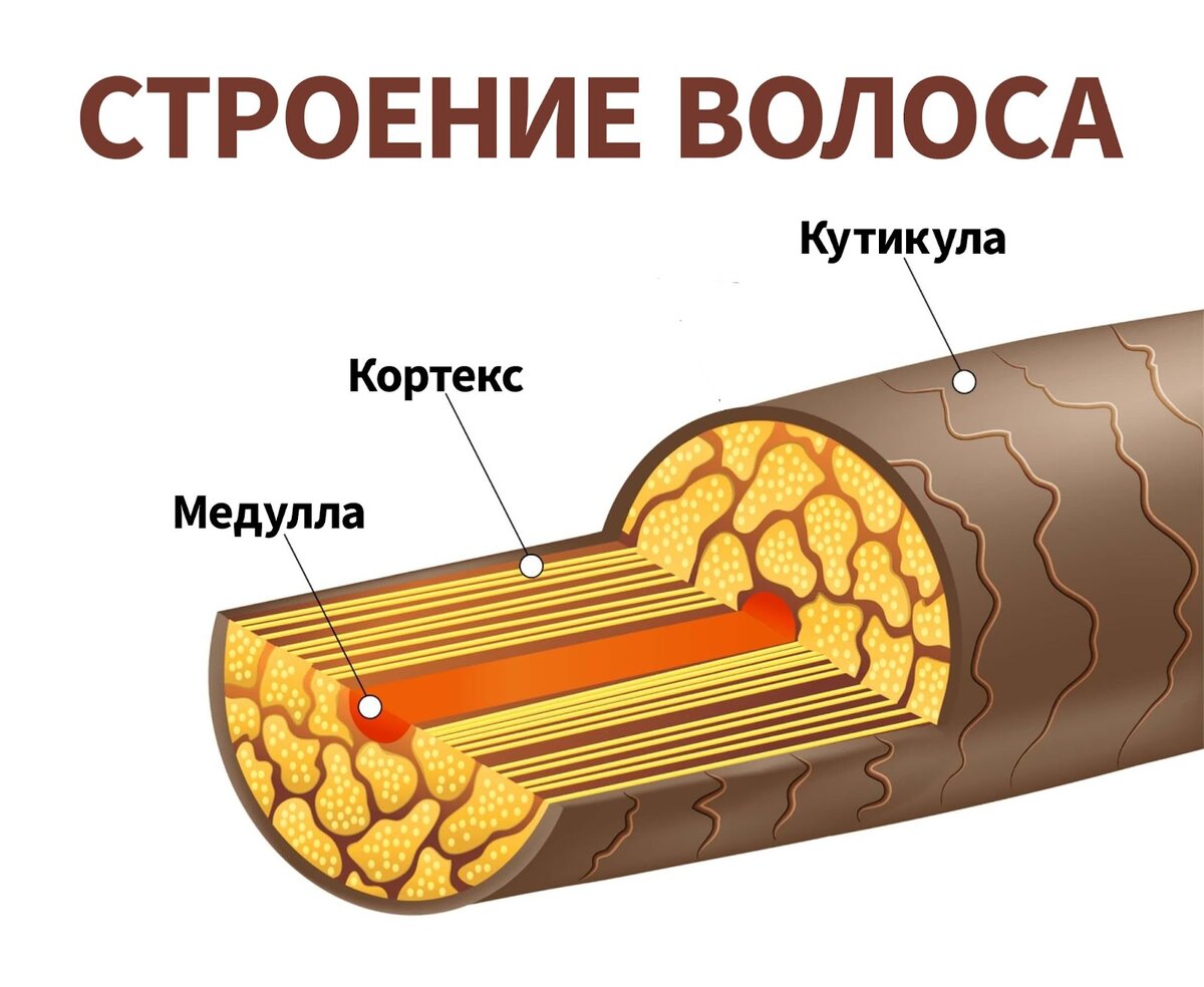 Секущиеся кончики: 10 способов решить проблему в домашних условиях