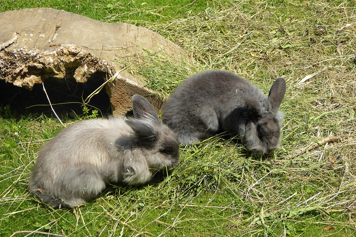 Rabbit and steel
