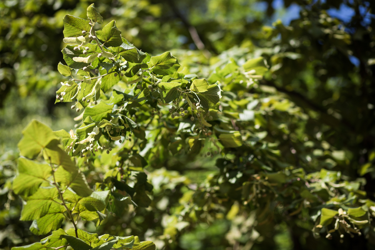 Александровский Сад, г. Санкт-Петербург. Липа. Автор фото: Надежда Панова, http://nadia-photo.com