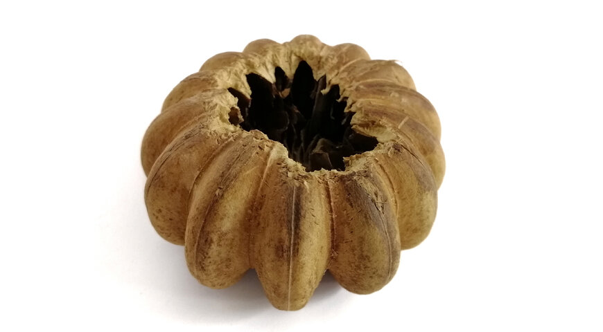 В пустых плодов аборигены делали емкости для переноски песка, отсюда еще одно название - дерево-песочница.