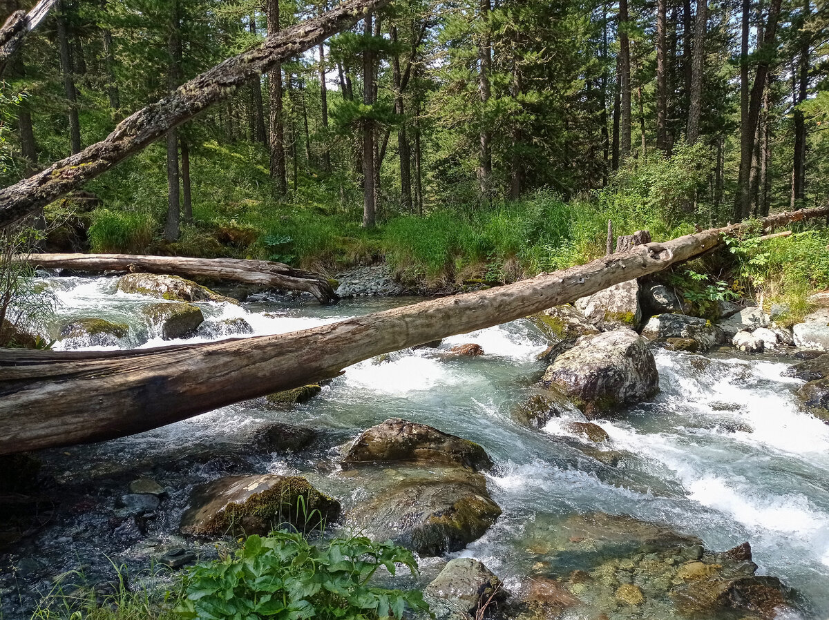 К счастью, по поваленным деревьям не пришлось перебираться