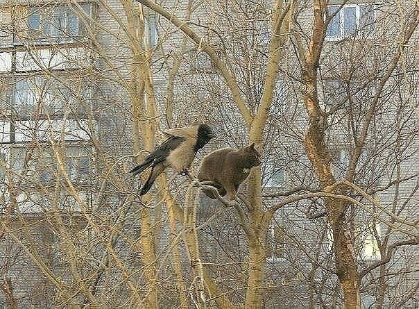 иллюстрация из яндекс картинки.