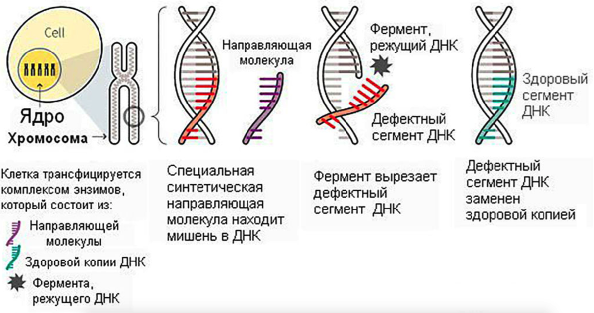 Пересадка днк. Технология редактирования генома CRISPR/cas9. Редактирование Гена CRISPR‐cas9. Генная инженерия CRISPR cas9. Технология редактирования генов CRISPR/cas9.