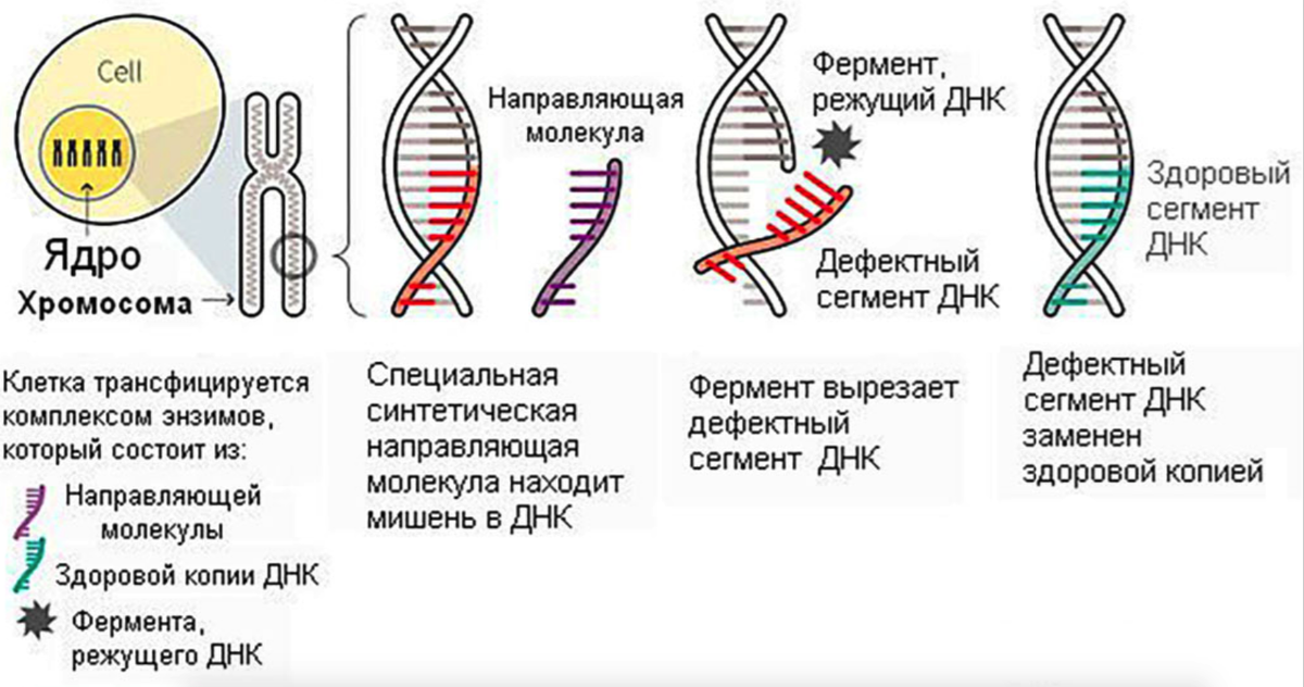 Без днк все очевидно