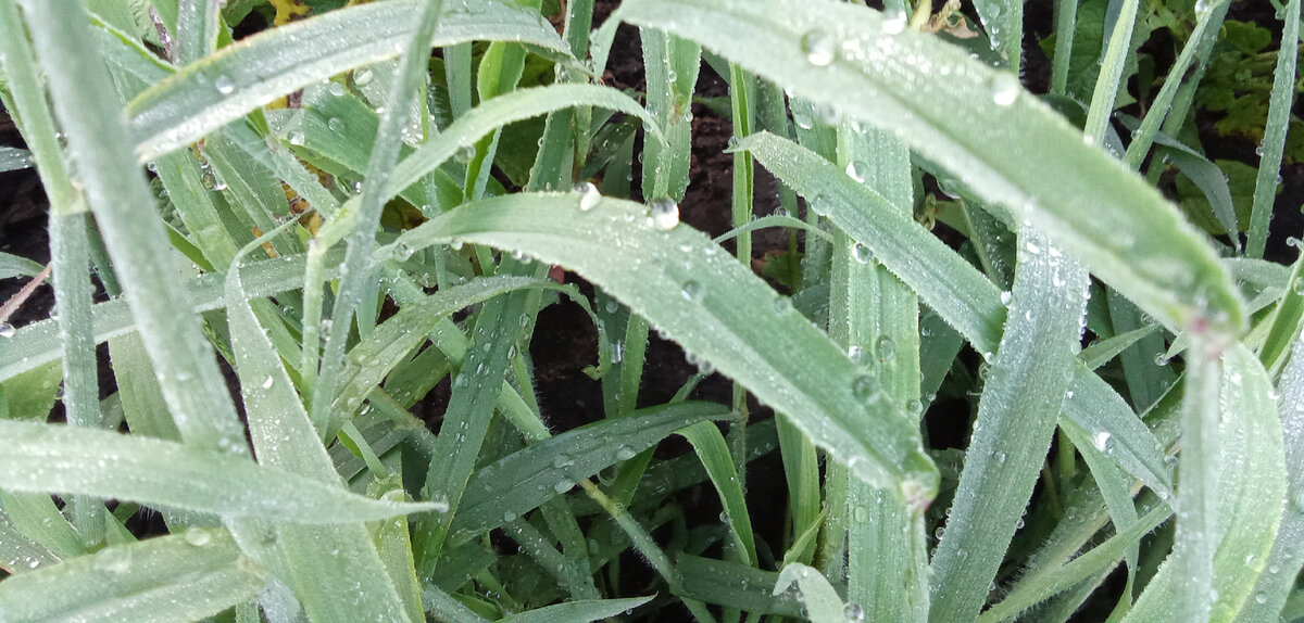 Холодная августовская роса