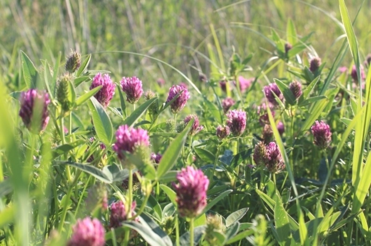    До +24 градусов и дождь будет в Мурманской области