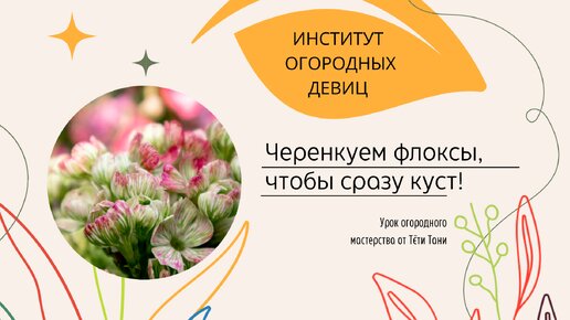 Черенкуем флоксы, чтобы сразу куст!