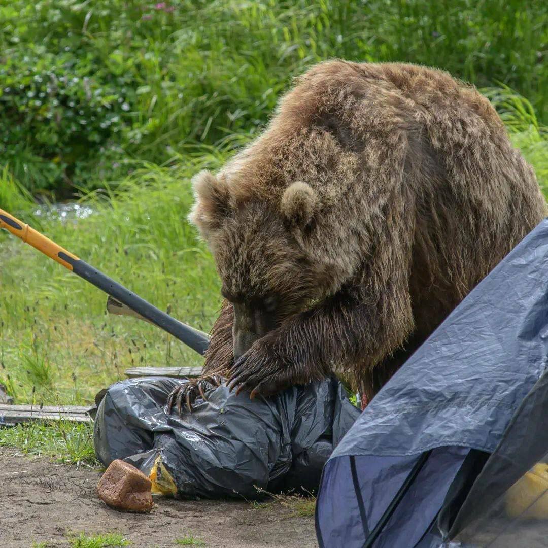 Съемки медведя на Камчатке