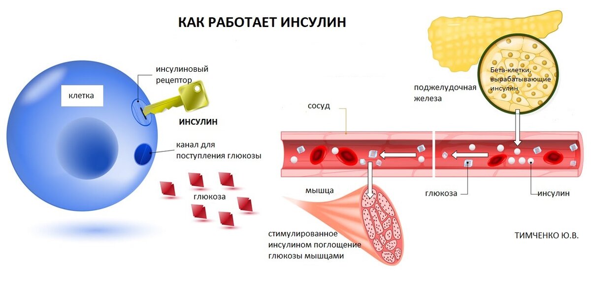 механизм работы инсулина