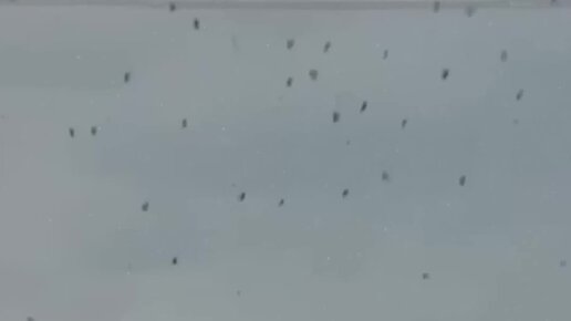 Дождь из пауков в бразилии