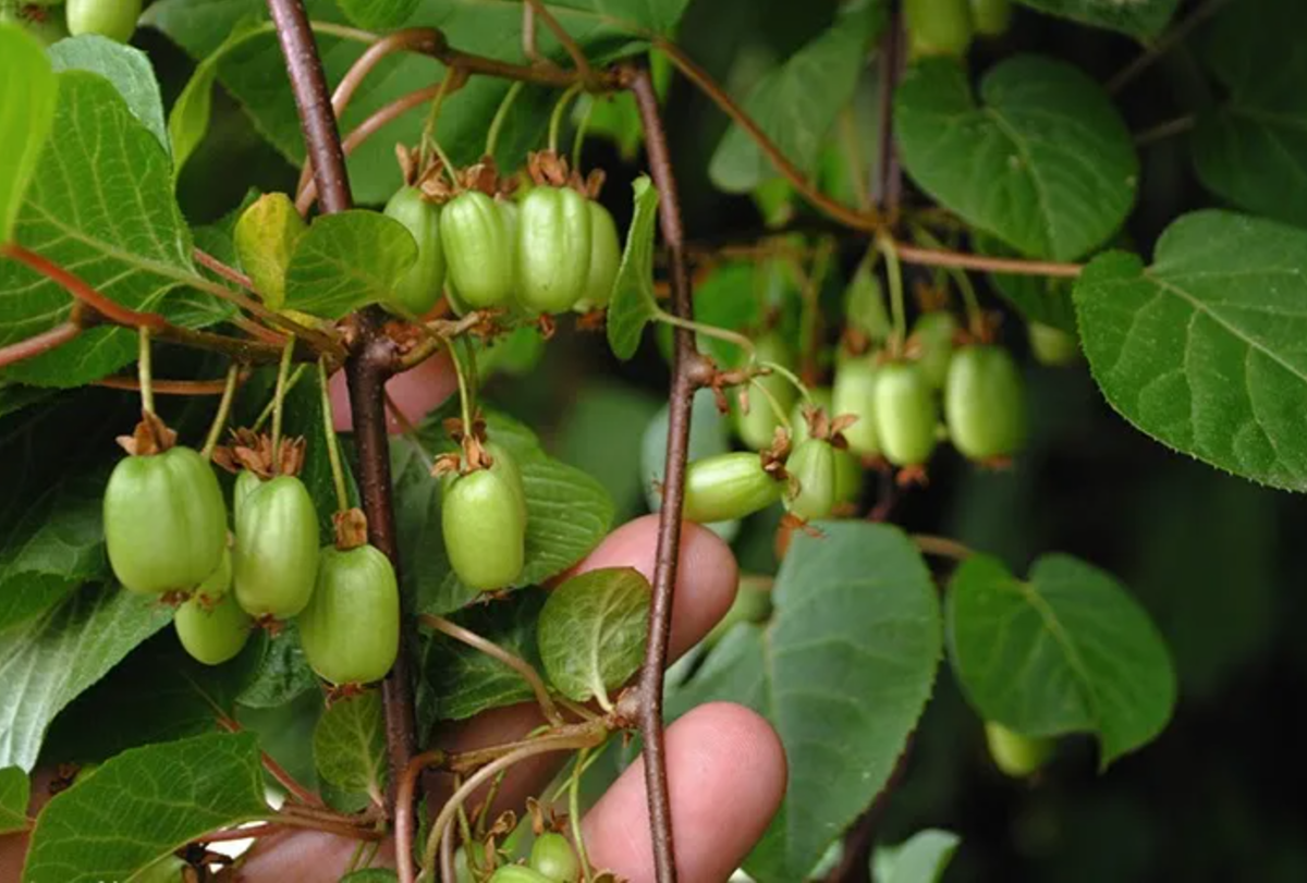 Актинидия женский. Актинидия коломикта. Актинидия коломикта (Actinidia kolomikta). Актинидия доктор Шимановский.