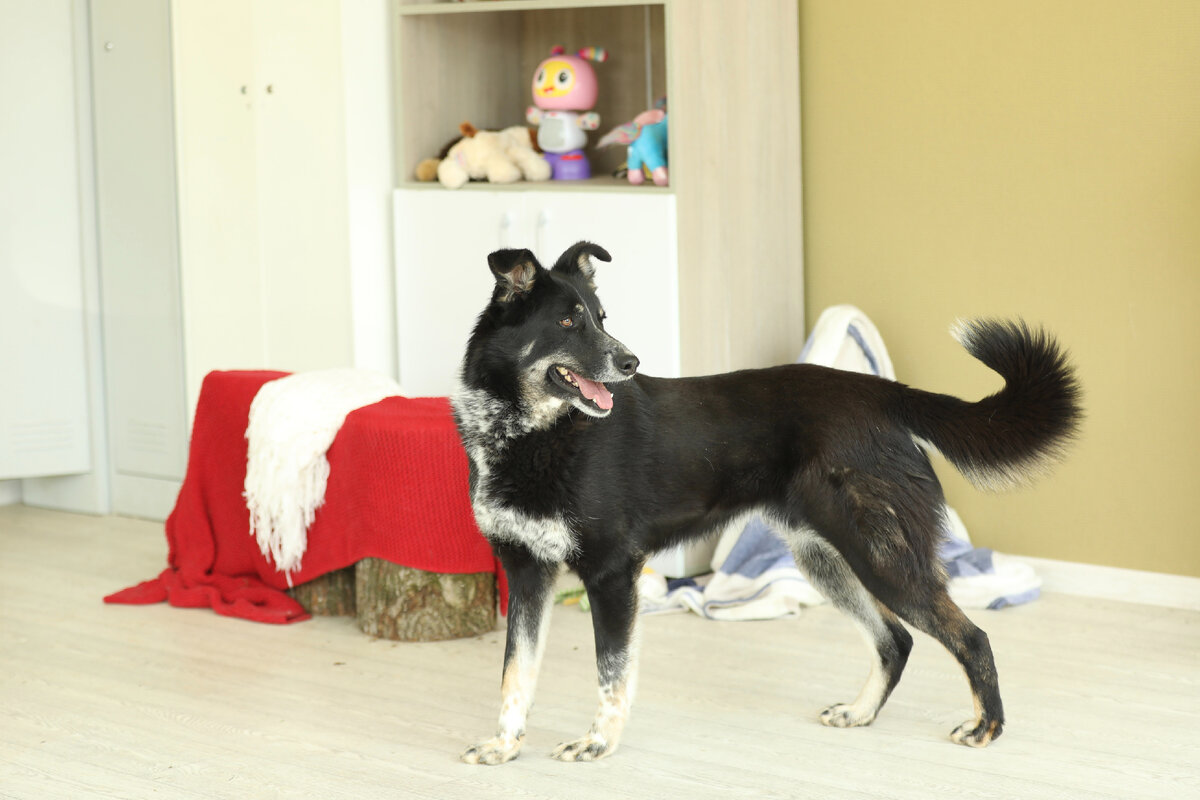 Графит на фотосессии в комнате социализации приюта ТиНАО "Пушистый Друг"