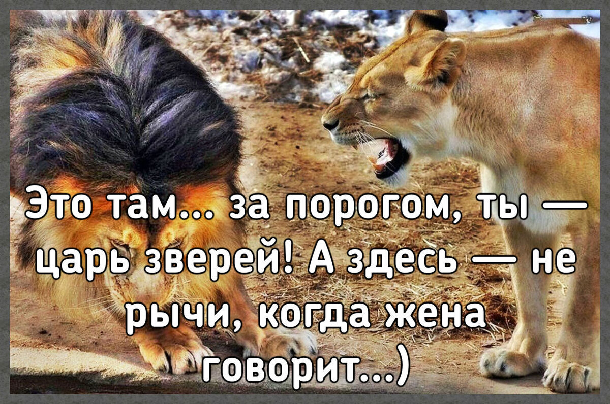 Человек царь зверей. Я Лев я царь зверей. Это ты там царь зверей. Лев царь зверей.