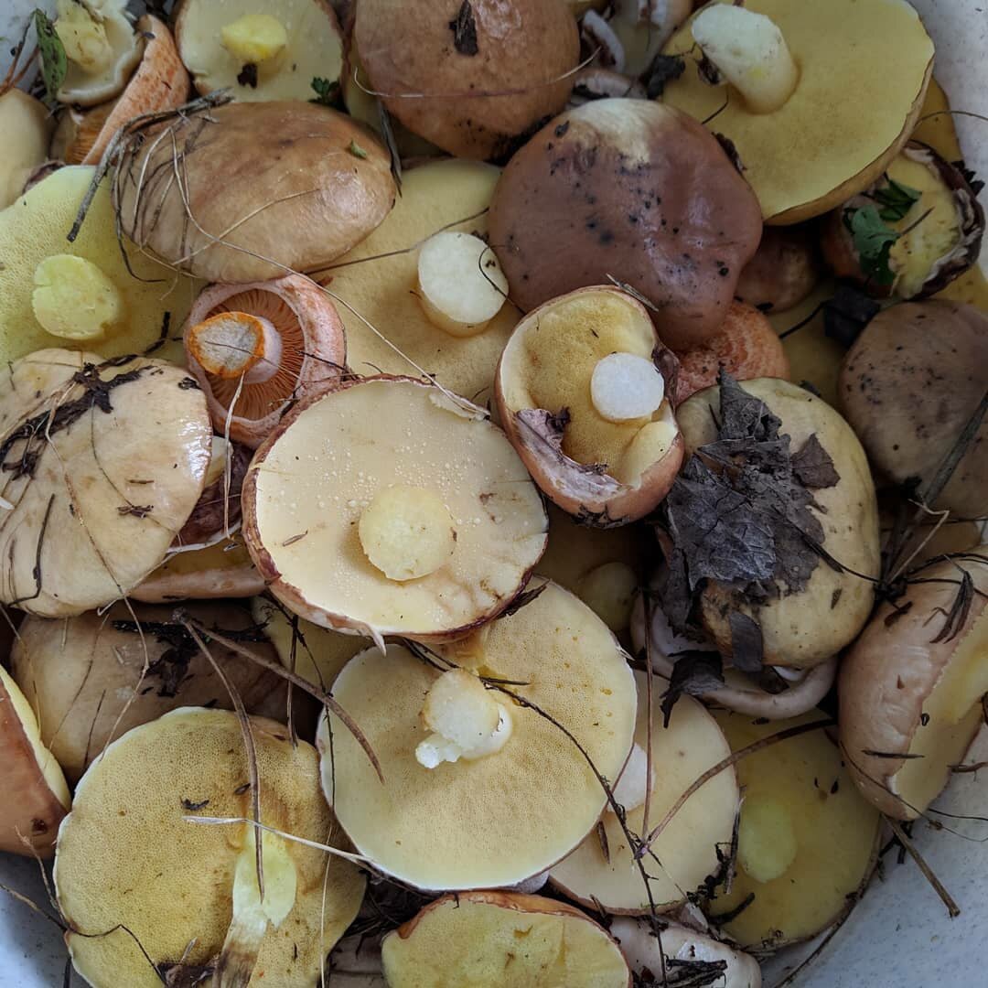 Фото: Мои грибочки