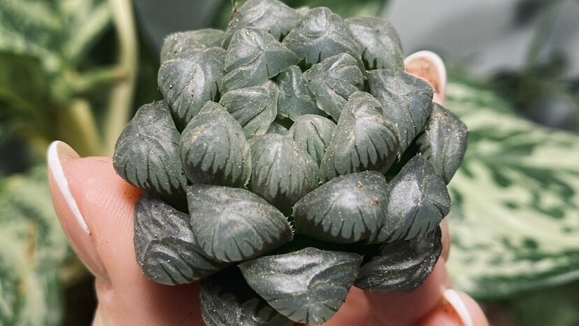 Фото, ко сожалению, не передаёт прозрачность моей хавортии Купера, но она фотосинтезирует именно этими «окошками»