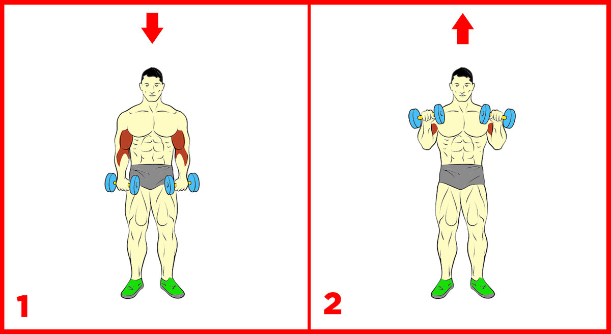 Сгибания рук с гантелями прямым хватом стоя