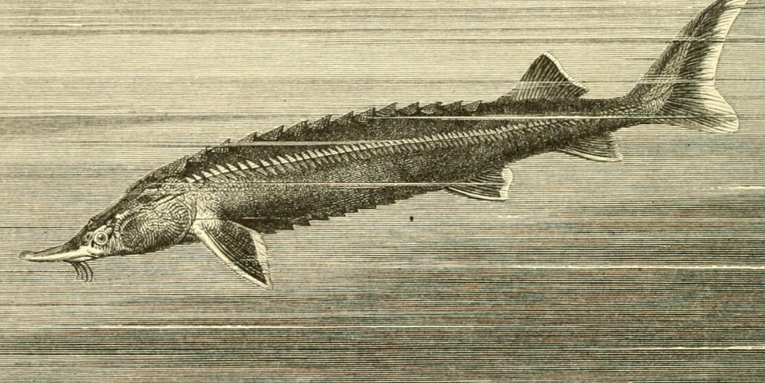  Возраст некоторых особей белуги составляет 100 лет