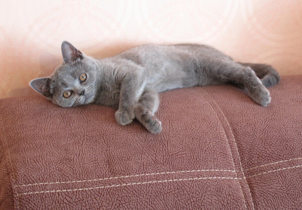 Зевс, когда ему было 3 месяца. Любоваться можно, на ручки взять - никак.