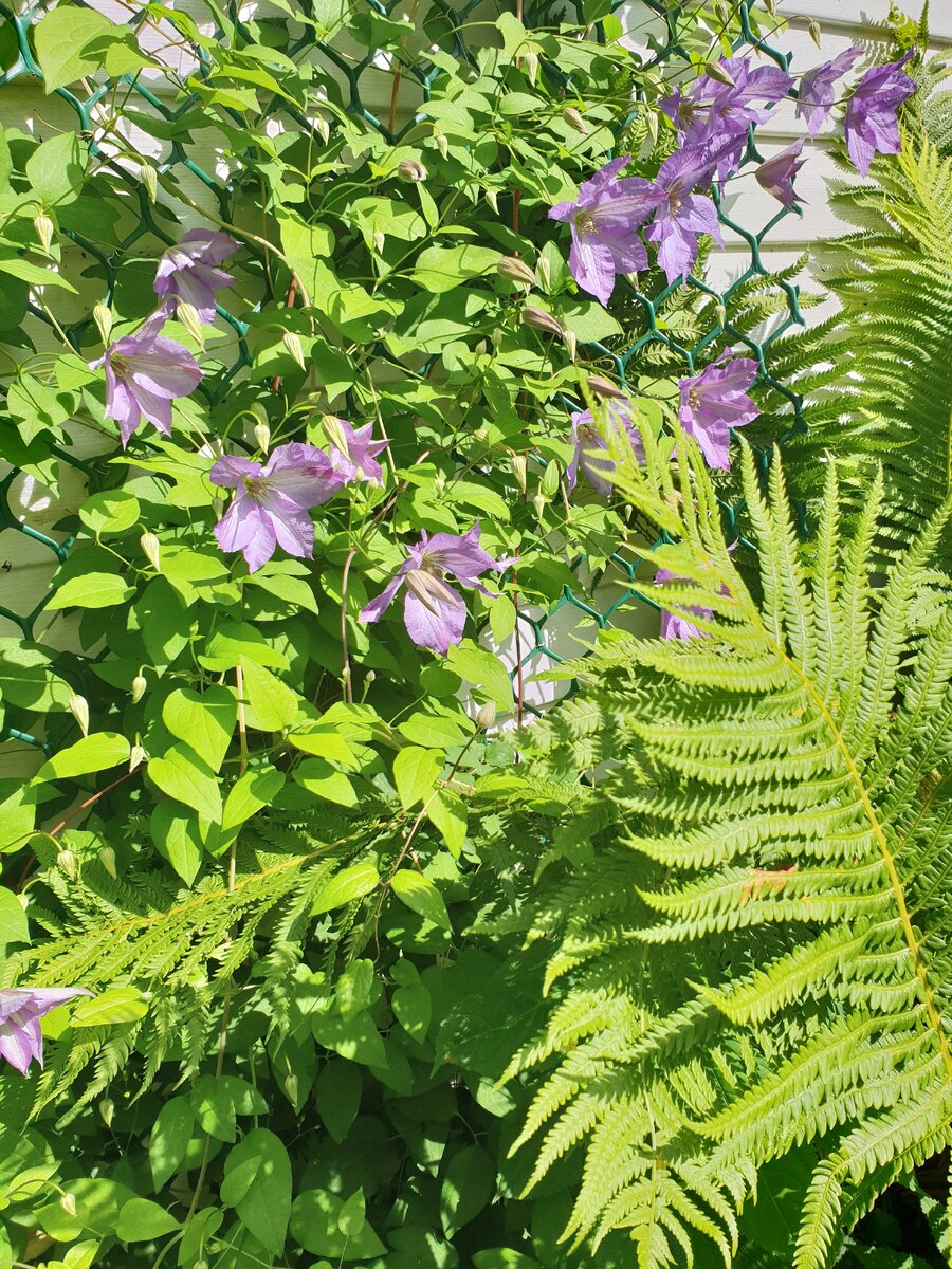 использование клематиса в дизайне (фото автора)