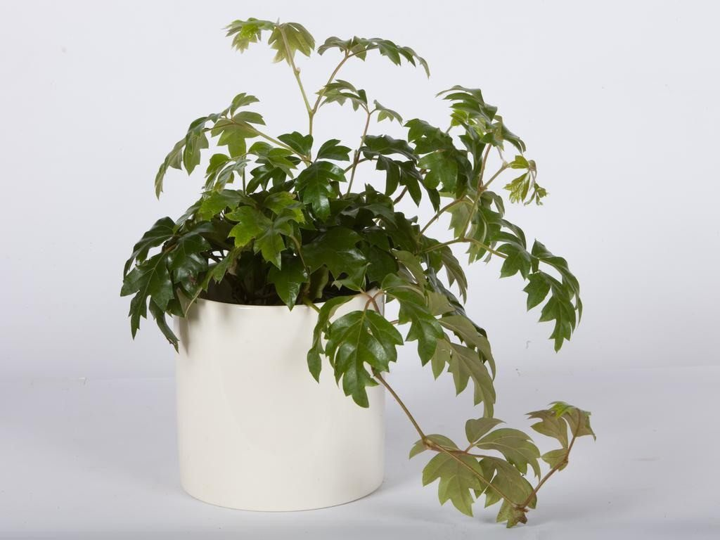 🌸 Березка (роициссус ромбический) - вырабатывает способность к адаптации, придает чувство комфорта в любых условиях. 