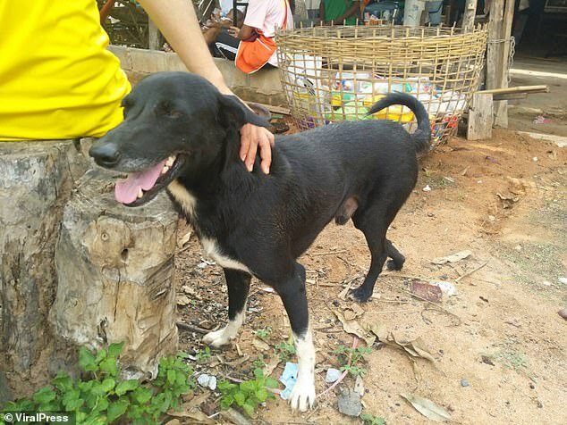 Фото: dailymail.co.uk