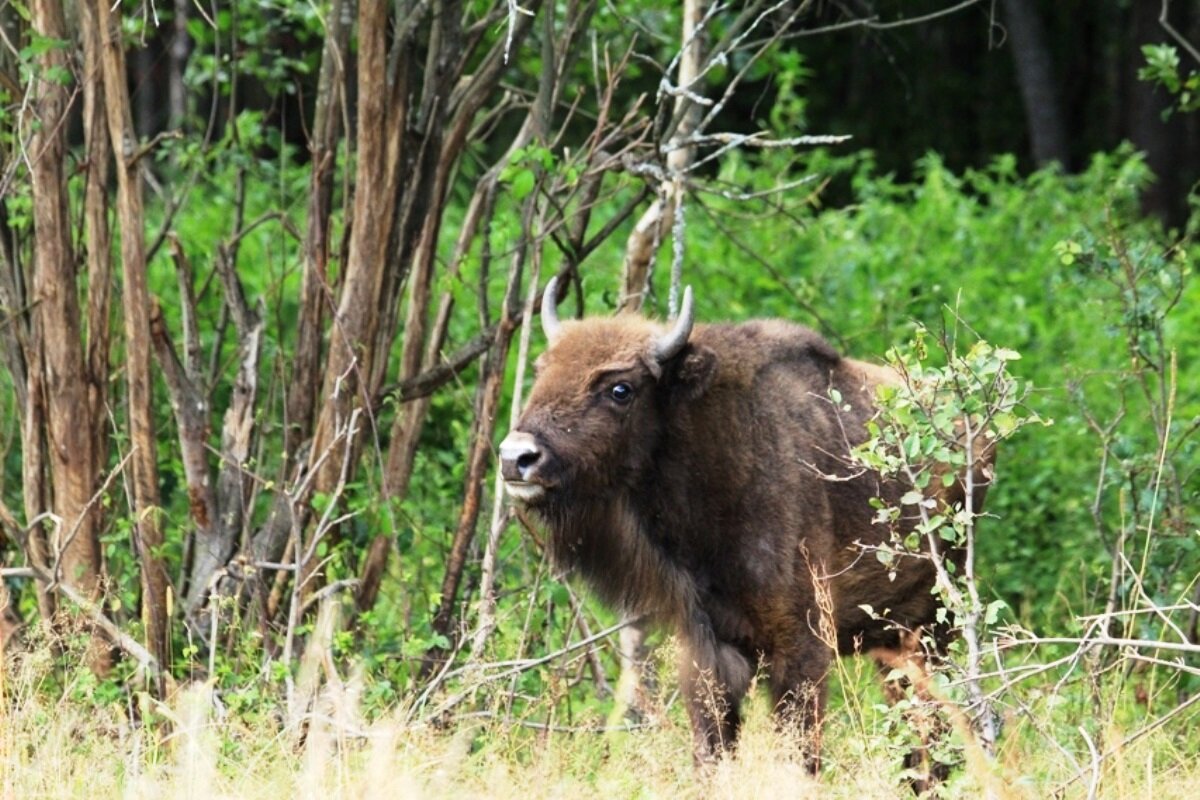 Автор фото: заповедник «Брянский лес».