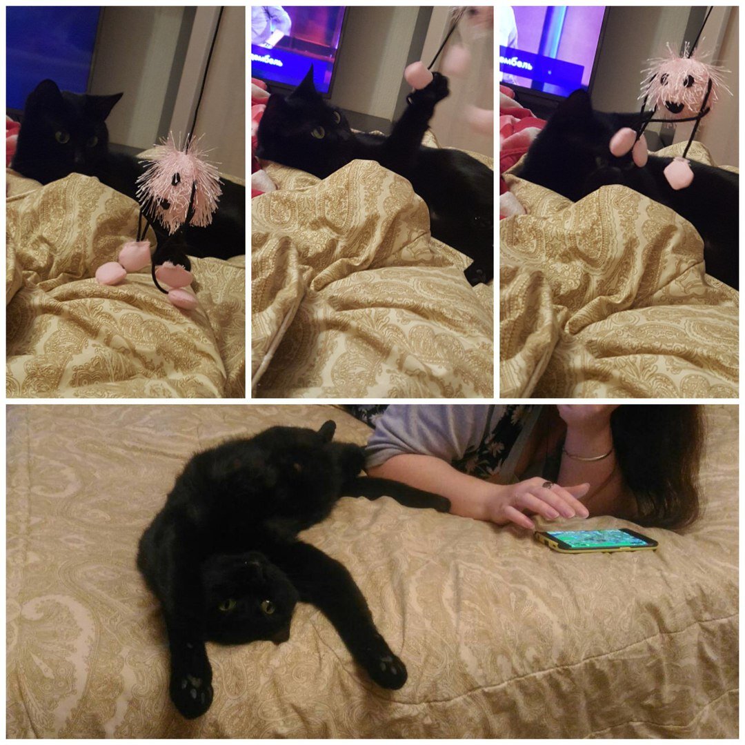 Восьмой привет из дома передает кошечка Фортуна, которая уехала из приюта домой 20 октября 2016 года (номер 2114). 