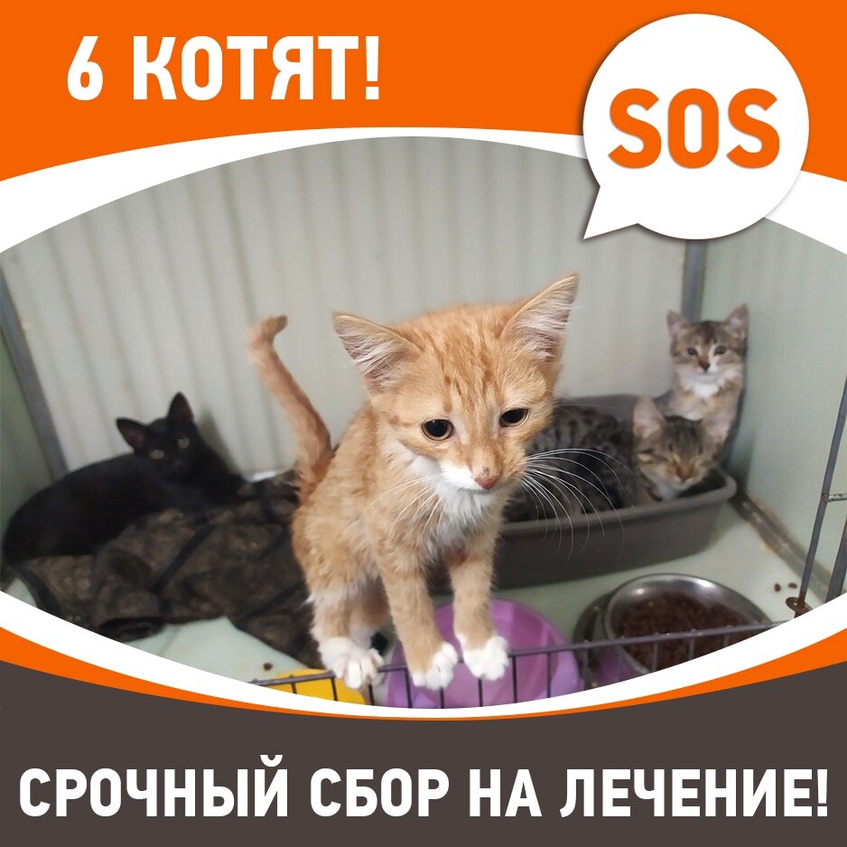 Карабасик изложение 4 класс. Помогите сироте кошечке фото. Место для кошки с котятами после родов. Шестеро котят. Котенок в коробке дома 1.