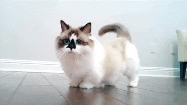 Самые маленькие породы кошек в мире | Блог зоомагазина вторсырье-м.рф