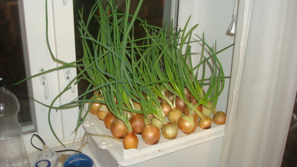 Гидропоника для выращивания зелени в домашних условиях