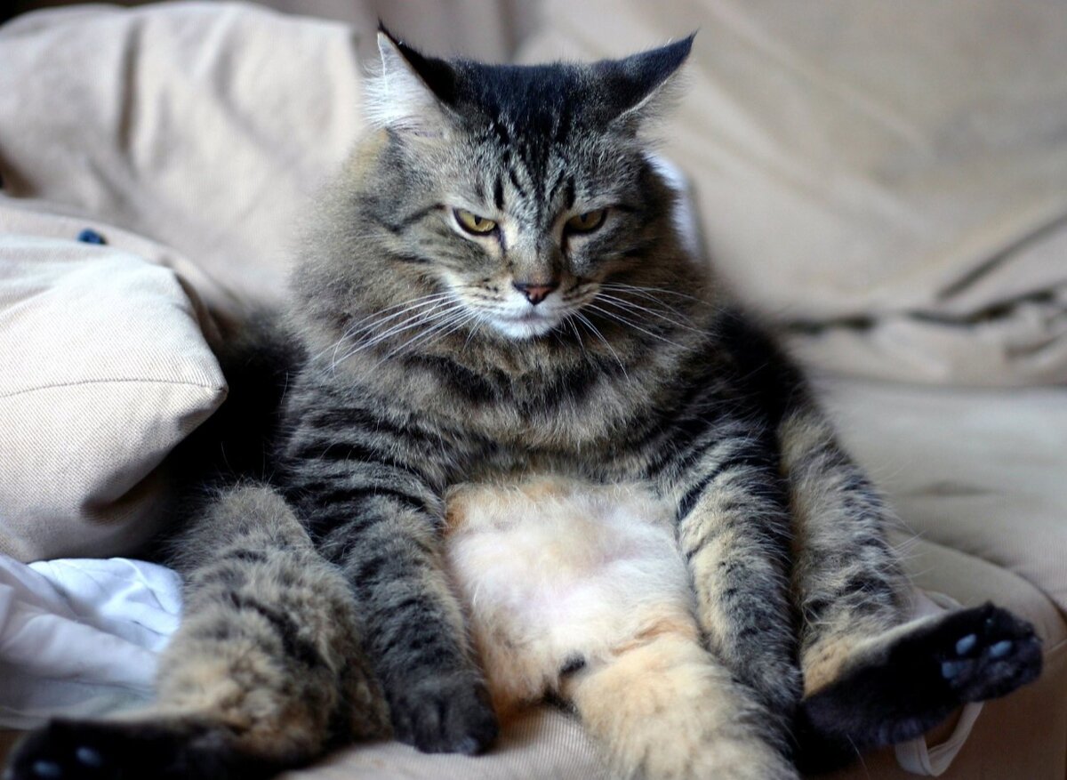 Ну и коты. Кот сидит. Котик на диване. Кошка сидит на диване. Грустный серый кот