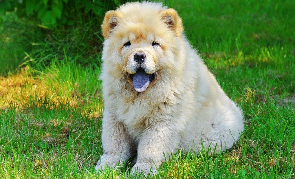 Почему у чау-чау синий язык? | Собаки | Dogsacademy.ru | Дзен