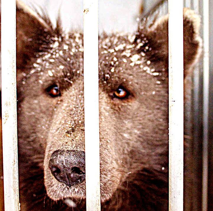 Просто покажите это фото своим друзьям, и спросите что это за животное...