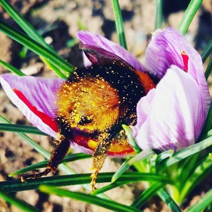 Наши школьники трудятся ,как эта пчёлка.