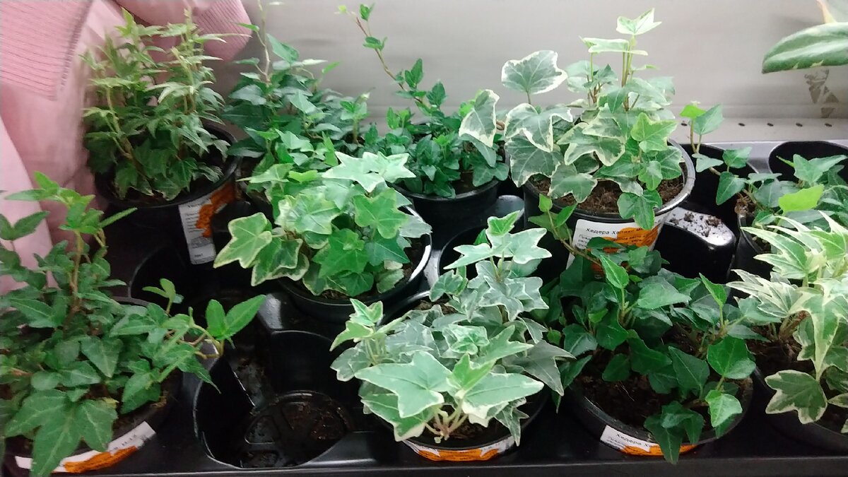 Скупил весь магазин :)