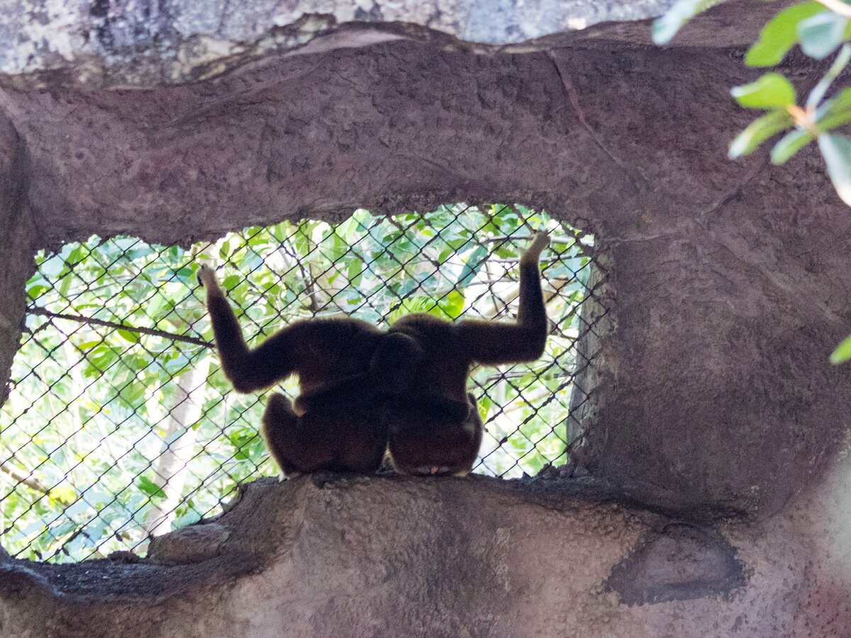 Зоопарк Кхао Кхео в Паттайе. Наши впечатления. Много фото