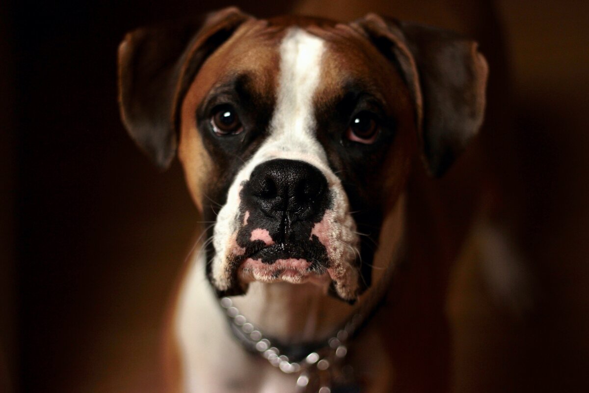 Как перевоспитать избалованную собаку