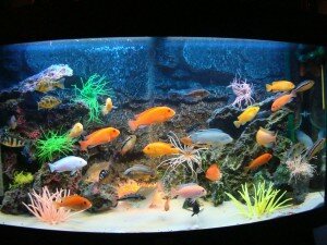 Фото из интернета