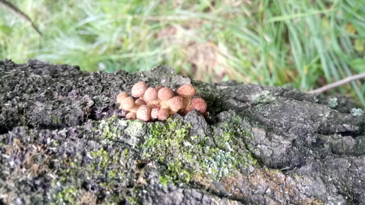 Вторая волна на подходе