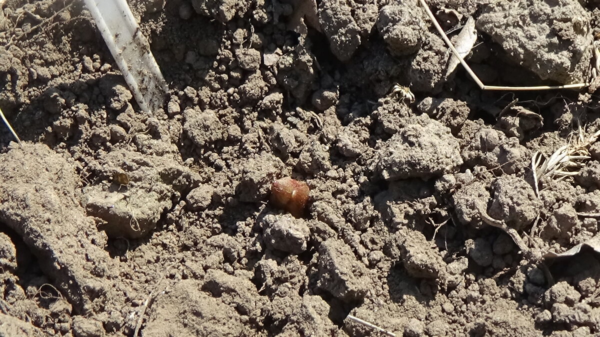 Лилия только пробивается из земли