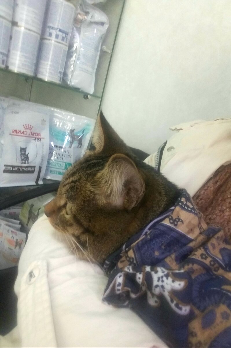 Мы в ветлечебнице. Переноски нет у меня. На руках, спеленала как дитенка