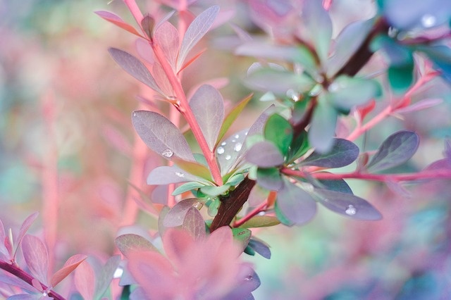 Фото: pixabay.com