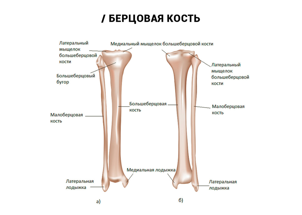 Диафиз большеберцовой кости где находится у человека фото