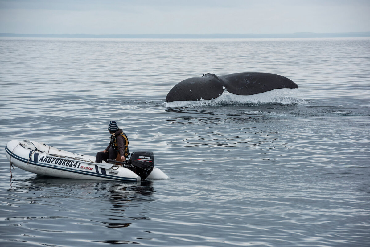 Ситуация когда уровень адреналина зашкаливает! Что ощущаешь находясь в воде рядом с китом?